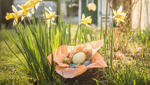 Ostereier in einem Körbchen stehen in einem Garten