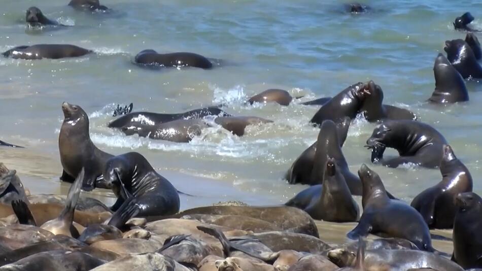 Seelöwen-Kolonie besetzt San Carlos Beach