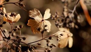 hortensien herbst frost überwintern