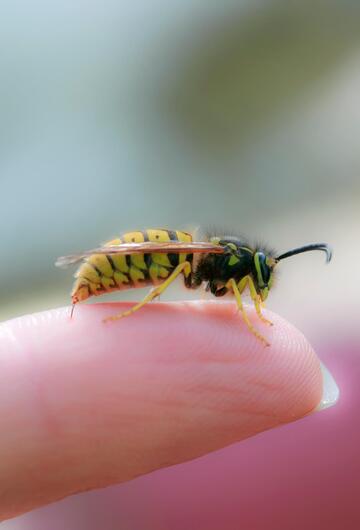 Wespe auf Finger