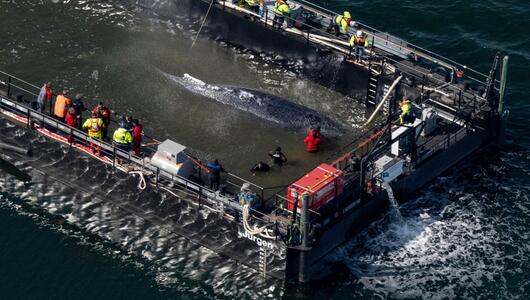 Weitere Entwicklung zum Buckelwal in der Ostsee