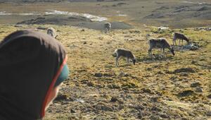 Nachschub für den Weihnachtsmann - Rentiere auf Spitzbergen