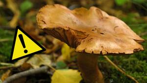 Brauner Pilz mit unregelmässigem, welligem Hut auf Waldboden, daneben ein gelbes Warnschild mit ...