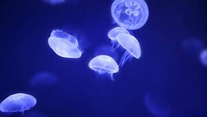 Quellen im Meer