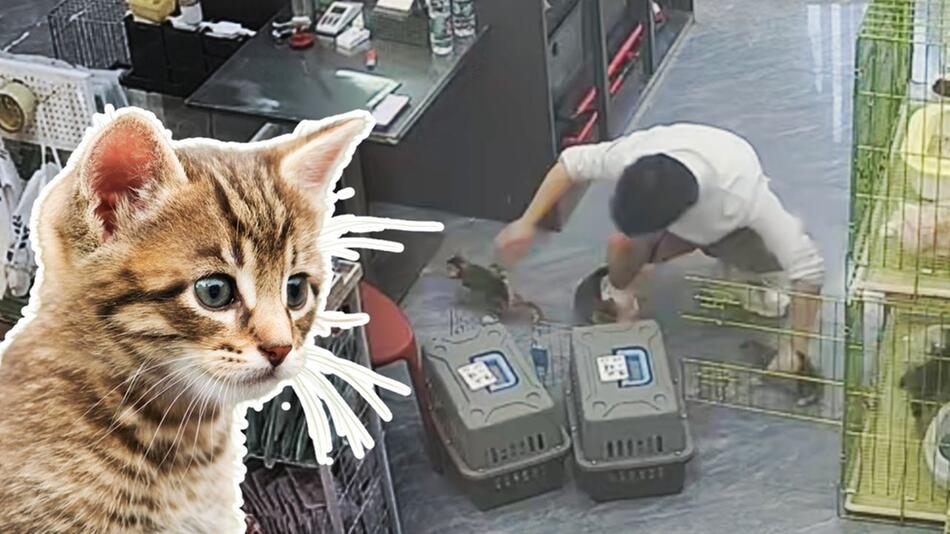 Kätzchen-Chaos in der Tierhandlung: Mann kämpft gegen flauschige Ausreisser
