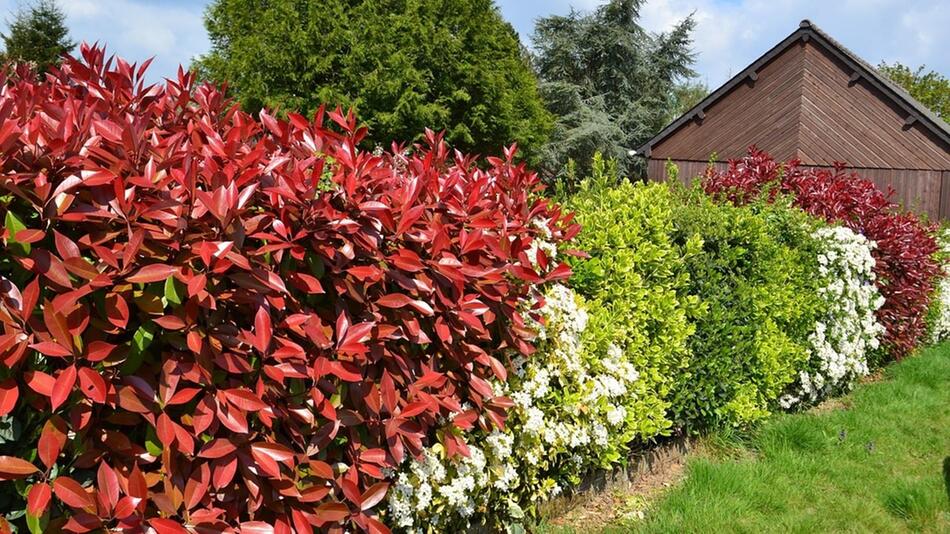 hecke pflanzen