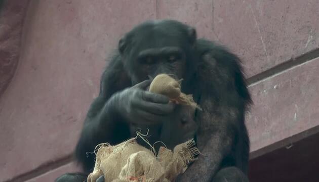 Tierisch lecker: Weihnachtliche Köstlichkeiten für Schimpansen und Co.