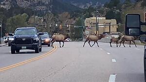 Königlicher Verkehrslotse: Wapiti-Bulle führt seine Herde über belebte Strasse in Colorado