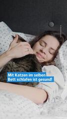 Studie belegt: Katzenschnurren hat heilende Wirkung