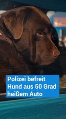 Polizei befreit Hund aus 50 Grad heissem Auto