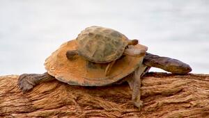 Per Anhalter unterwegs: Grosse Schildkröte schleudert kleine Artgenossin ins Wasser