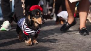 Kurze Beine, grosser Auftritt: Dackel-Parade in Paris