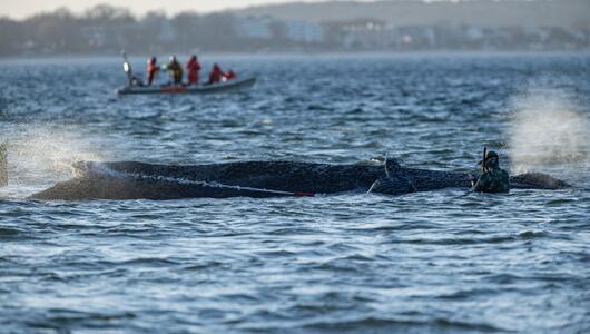 Gestrandeter Wal an der Ostseeküste