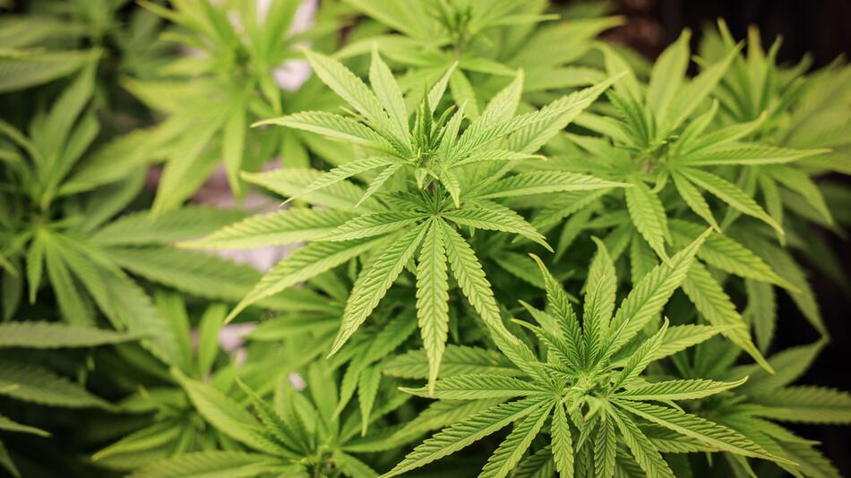 Abstimmung im Bundesrat über Cannabis-Gesetz