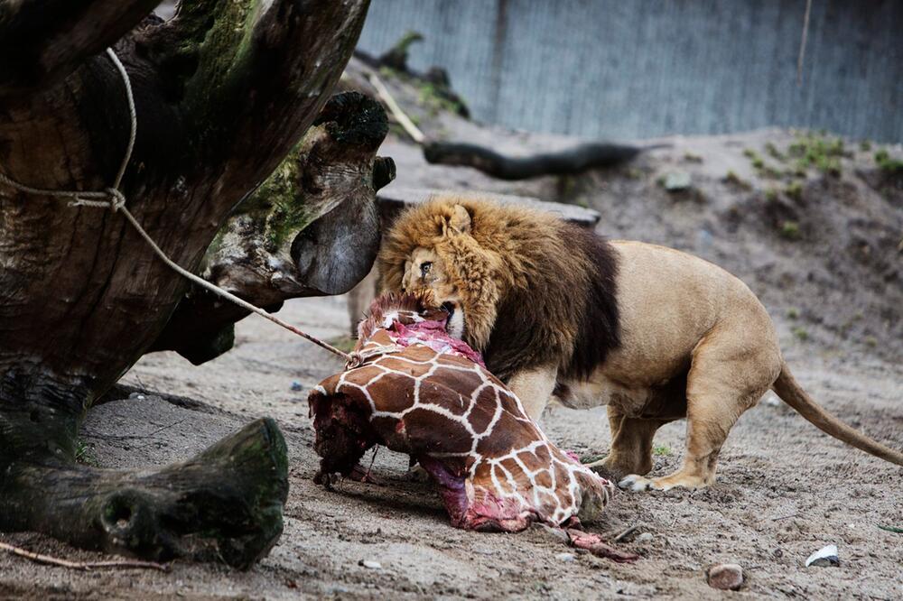 Löwe im Zoo bekommt Giraffe als Mahlzeit