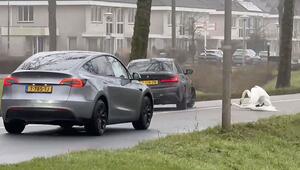 Liebesspiel auf der Strasse: Schwäne legen Verkehr in den Niederlanden lahm