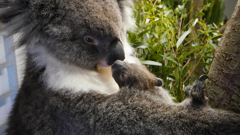 Koala-Nachwuchs in Grossbritannien