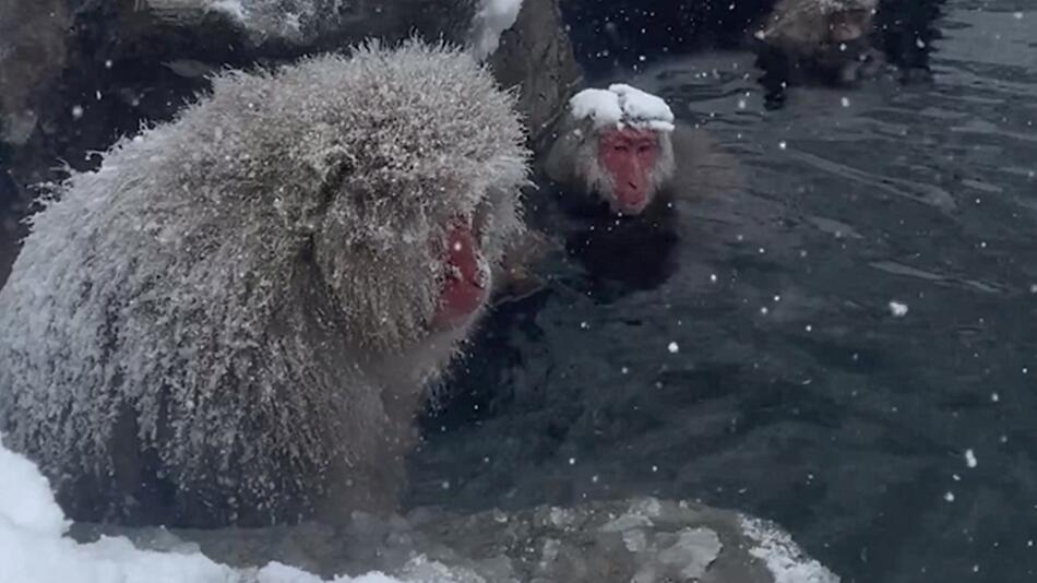 Im japanischen Nagano wärmen sich frierende Schneeaffen in einer heissen Quelle auf