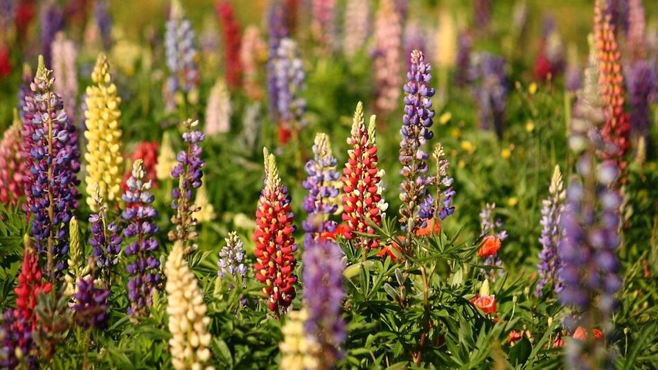 lupinensamen