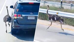 Gefiederter Ausreisser: Strauss rennt auf Autobahn in Thailand neben Autos her