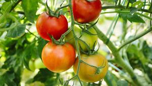 Tomaten im Freiland brauchen einen sonnigen, regengeschützen Standort.
