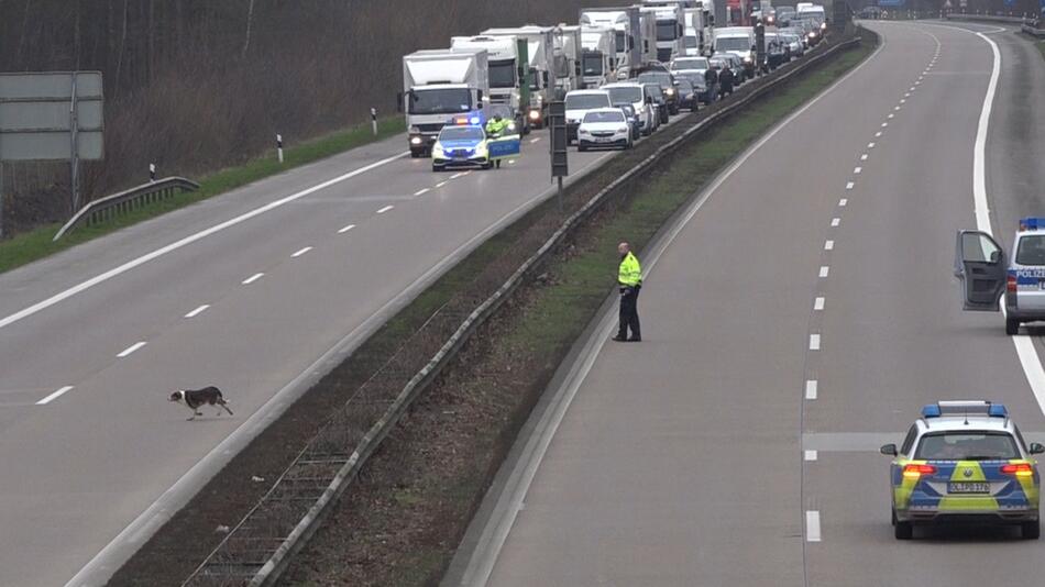 Polizei erschiesst freilaufenden Hund auf der A29