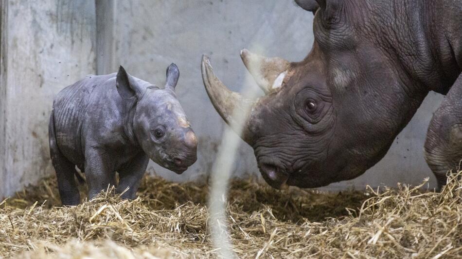 Spitzmaulnashorn, Flamingo Land Zoo, Malton, England, Grossbritannien, bedrohte Tierart, 2021