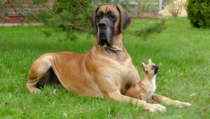gorsser Hund und kleiner Hund zusammen im Garten