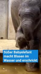 Süsser Baby-Elefant macht Blasen im Wasser und erschrickt