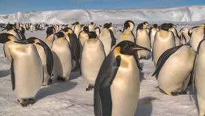 Antarktis schmilzt: Kaiserpinguine könnten bald aussterben