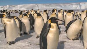 Antarktis schmilzt: Kaiserpinguine könnten bald aussterben