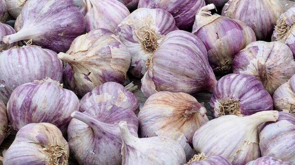Pflegeleichter Knoblauch: So gelingt der Anbau im Herbst