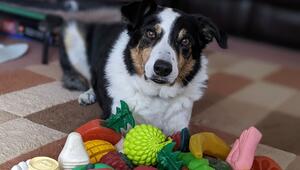 Hunde lernen aus mitgehörten Gesprächen