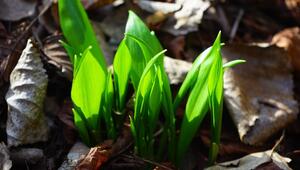 Bärlauch kannst du im Frühjahr selber sammeln.