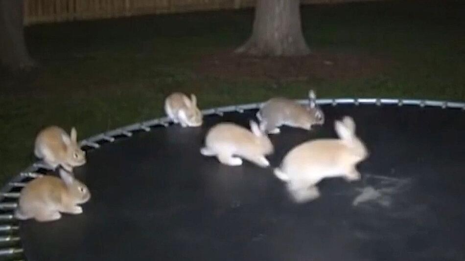 Kaninchen auf Trampolin: KI-Video täuscht Millionen