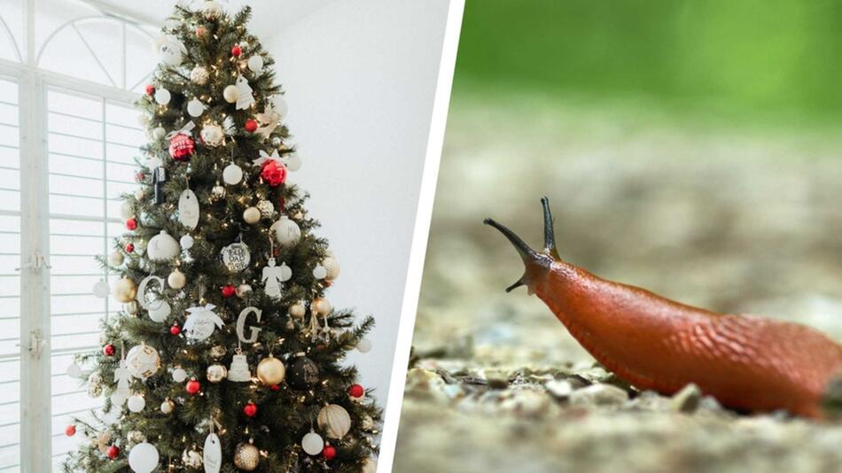 Hilft gegen Schnecken: Weihnachtsbaum im Garten nutzen