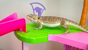 Bartgame im Rutschen-Rausch: Reptil ist verliebt in Barbie Dreamhouse