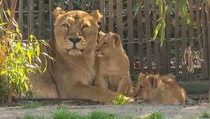 Premiere im Kölner Zoo: Asiatische Löwen-Drillinge erkunden Aussengehege