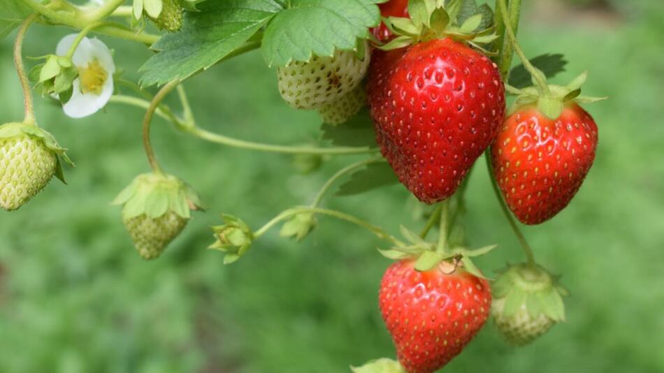 erdbeeren vermehren