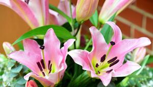 Lilien in einem Strauss