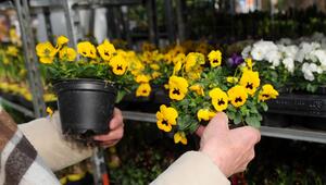 Blumen zum Pflanzen