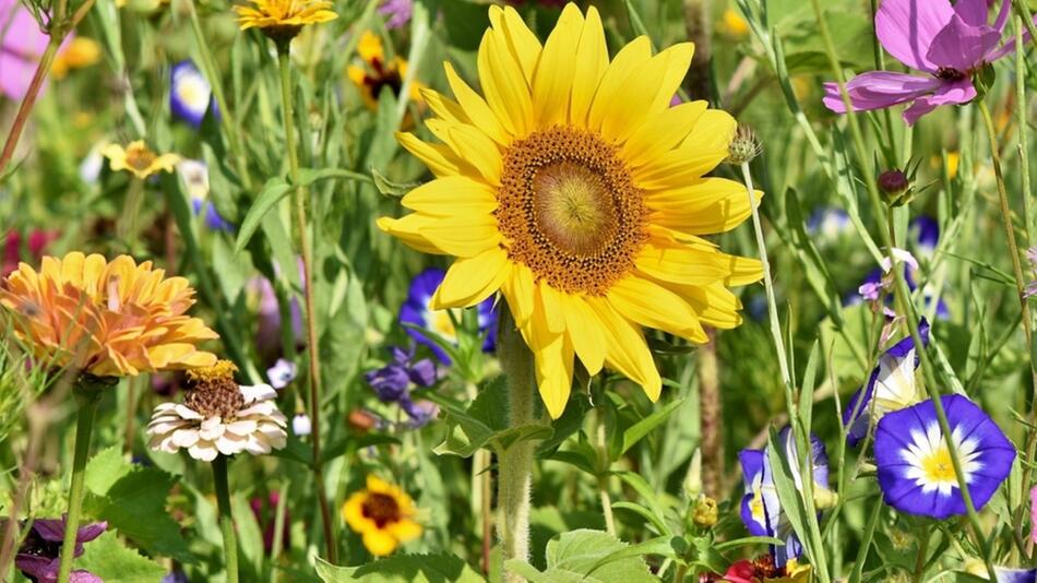 schnittblumen garten