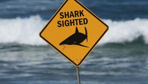 Haiattacke in Australien