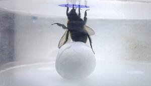 Kleine Köpfe, grosse Leistung: Hummeln lösen komplexe Aufgaben ganz ohne Übung