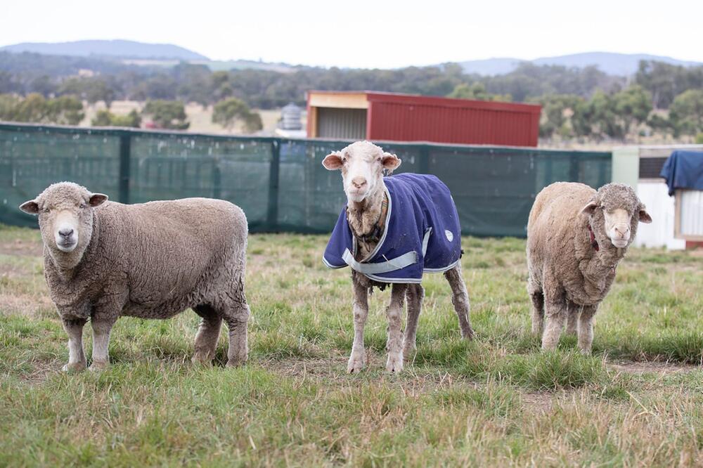 Wildes Schaf Baarack in Australien gerettet