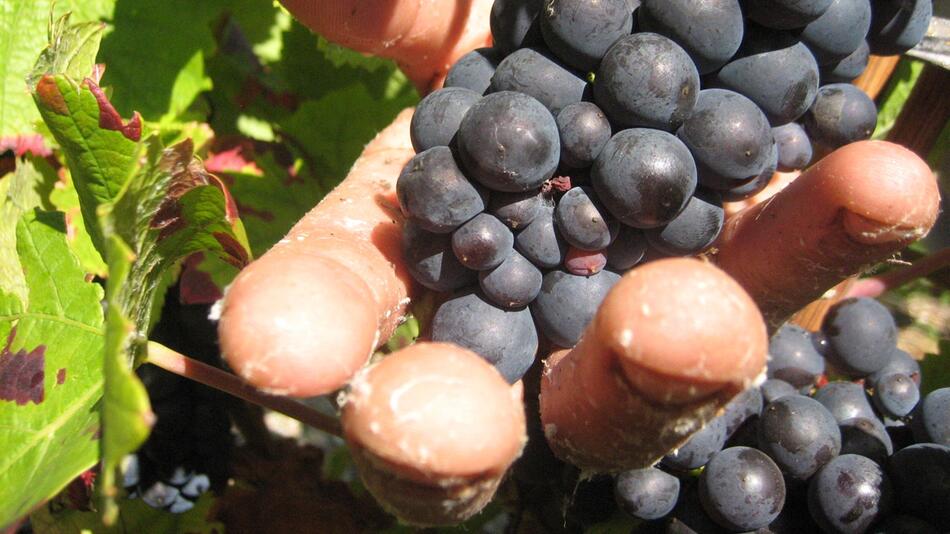 Prozess um "Weinlese der Schande" startet in Frankreich