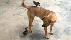 Rücksichtsvoller Vierbeiner: Hund macht sich für Küken klein