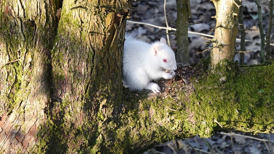 Seltenes Albino-Eichhörnchen in englischem Park gesichtet