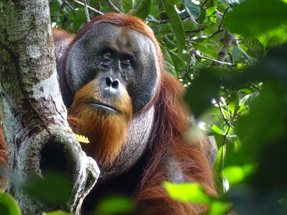 Wundbehandlung bei Orang-Utans