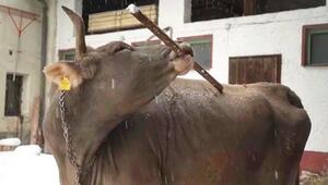 Wenn’s am Hintern kitzelt: Clevere Kuh weiss Abhilfe